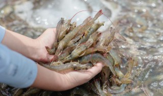 薄荷油焗虾怎么做 制作薄荷油焗虾的方法