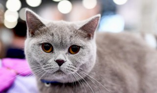 母猫发情怎么缓解