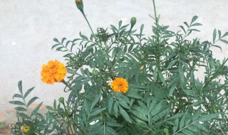 菊苣冬天会冻死吗 菊苣冬天会不会冻死