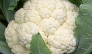 花椰菜品种介绍 花椰菜品种介绍