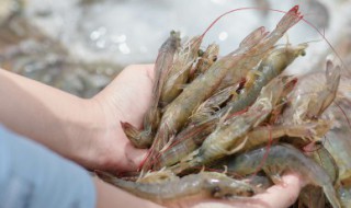刚买的活虾怎么保鲜 活虾怎么保鲜呢