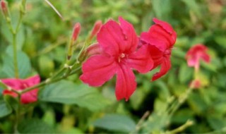 芦莉花的养殖方法和注意事项 怎么养殖芦莉花