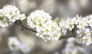 李子开花的寓意 李子花的简介