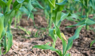 玉米种植技术与方法 玉米如何进行田间管理