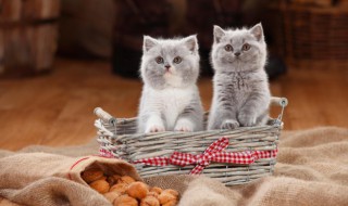 幼猫饲养方法和技巧 正确饲养小猫的方法