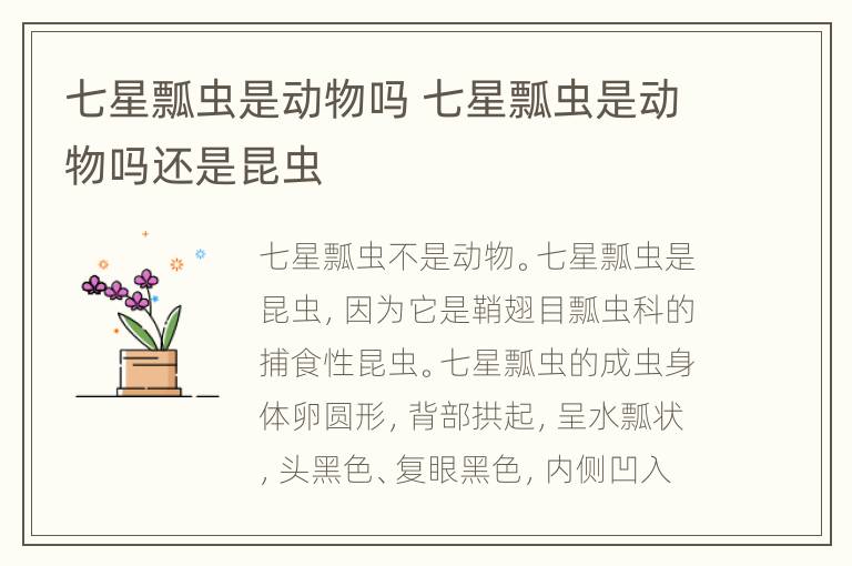 七星瓢虫是动物吗 七星瓢虫是动物吗还是昆虫