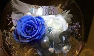 永生花花语 永生花花语是什么呢