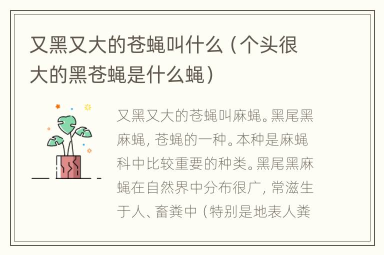 又黑又大的苍蝇叫什么（个头很大的黑苍蝇是什么蝇）