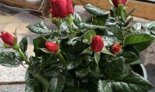 盆栽小玫瑰花过冬怎么养（盆栽玫瑰花怎样过冬）
