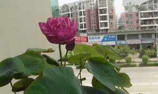 碗莲成功的种植方法 碗莲怎么种植