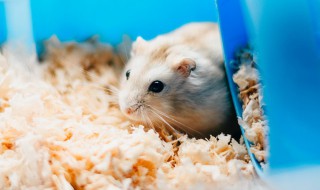 仓鼠是怎么储存食物的 仓鼠是如何储存食物的