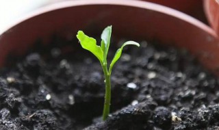 柠檬籽快速发芽方法 柠檬籽怎么种才能发芽