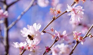 樱花开花后结什么果 樱花开花后结哪种果