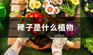 稗子是什么植物 稗子的介绍