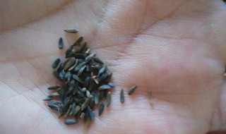 生菜籽的作用功效与作用 生菜籽的功效与作用有哪些