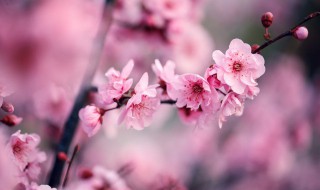 白梅花的功效与作用及禁忌 白梅花有什么的功效与作用及禁忌