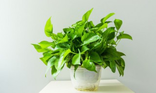 四季常青的室外植物有哪些（四季常青的室外植物有哪些植物）