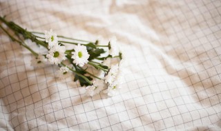 白色雏菊花语 白色雏菊花语介绍