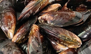 海虹的营养价值及功效 海虹的营养价值及功效是什么
