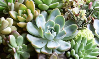 冬天种植多肉养护方法 多肉冬天的养殖方法