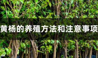 黄杨木盆景养殖方法和注意事项 黄杨木盆景怎么浇水呢