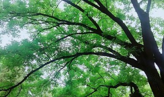 树叶茂密的一面是什么方向 树叶茂密的原理