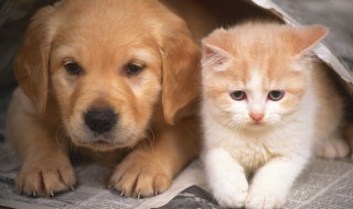 小猫感冒了怎么办 小猫感冒了怎么办用最简单的方法