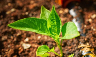 春播辣椒露地育苗的方法 小菜园种植辣椒育苗方法