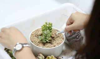 多肉水培的方法步骤 多肉水培的方法分享