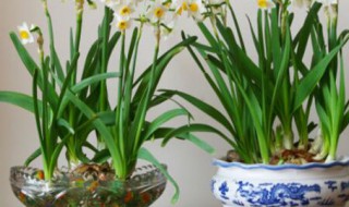 水仙花光长叶子不开花怎么回事 水仙花光长叶子不开花是什么原因