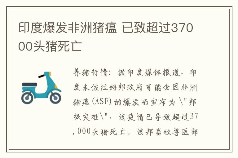 印度爆发非洲猪瘟 已致超过37000头猪死亡