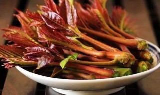 香椿上市季节 香椿什么时候上市呢