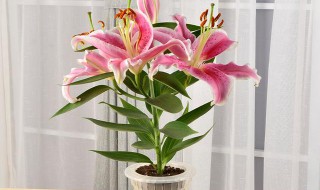 百合水种植方法和注意事项（水百合的养殖方法和注意事项）