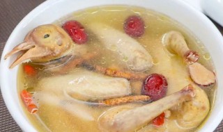 鸽子汤适合放什么食材 鸽子汤的相关知识