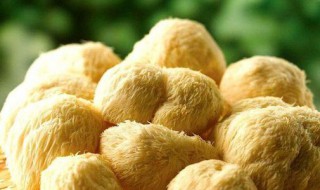鲜猴头菇保存方法 鲜猴头菇保存方法简单介绍