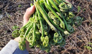 山荃菜的种植方法 山荃菜怎么种植