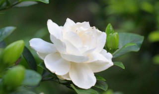 大叶栀子花剪枝方法 怎么给大叶栀子花剪枝