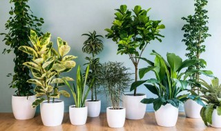 植物根的6个作用用途有哪些 植物根的6个作用用途汇总