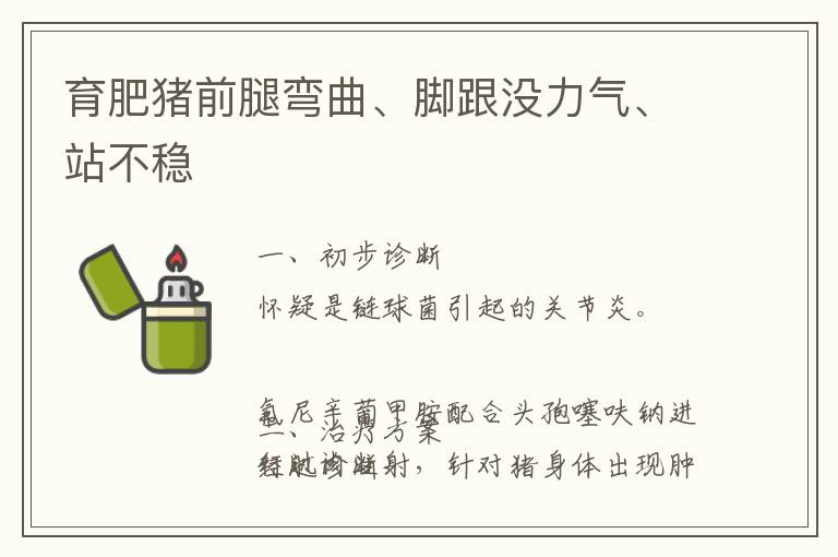 育肥猪前腿弯曲、脚跟没力气、站不稳