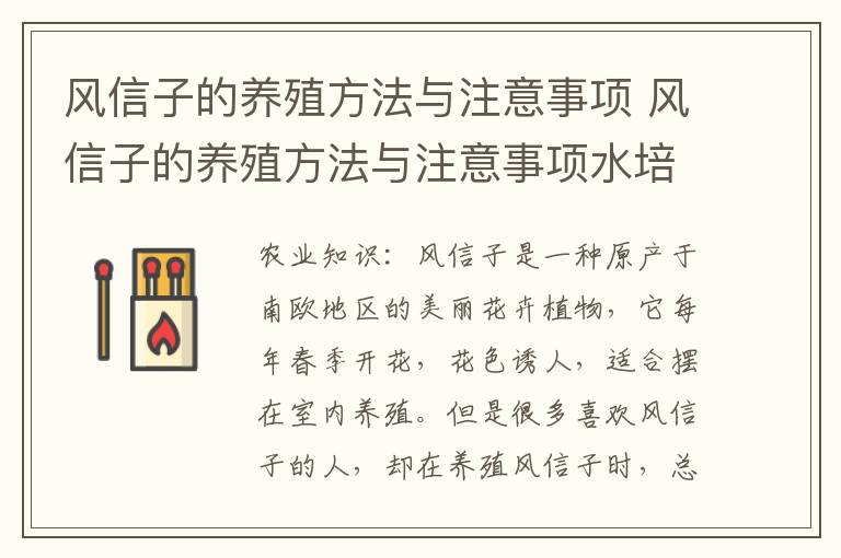 风信子的养殖方法与注意事项 风信子的养殖方法与注意事项水培