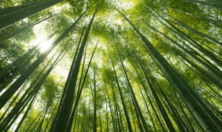 院子里能种竹子吗，院子里能种竹子吗风水好吗