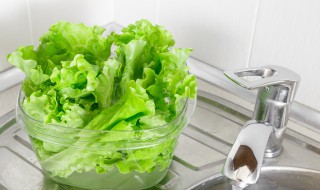 生菜特点 生菜有哪些特点