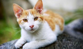 猫吐绿水怎么回事 猫吐绿水怎么回事不腹泻