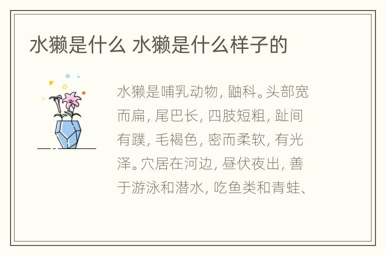 水獭是什么 水獭是什么样子的
