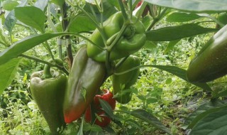 甜椒种植方法 甜椒种植方法和时间