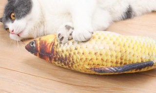 猫咪冻干鱼自制方法 猫咪冻干鱼怎么自制