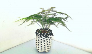 室内攀爬植物有哪些 室内攀爬的植物