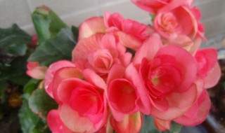 海棠花花语是什么 海棠花花语介绍