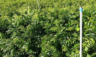 黄花梨的家庭种植方法（黄花梨怎样种植才出格）