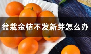 盆栽金桔不发新芽怎么办 盆栽金桔不发新芽怎么解决